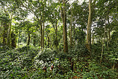 The pygmy canopy honey. A team of honey-hunters have just spotted the flight of bees towards a nest more than 50 metres high in an undergrowth of Mangobé plants. The big equatorial forest of Central Africa is the planets second lung. But in reality it is a very diversified ecosystem. Human presence in this forest goes back more than 20,000 years and during the last 5000 years there have been periods of drought linked to climatic changes. 2500 years ago, with the spreading of iron, and the arrival of the Bantu people, the forest cover was profoundly modified, the savannahs created. The Mangobe plants with an open undergrowth attest to ancient human occupation. These are often the spots where slash and burn has been practiced. Likouala, Congo