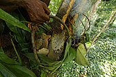 The pygmy canopy honey. The honey basket, “pendi”, is filled with the honey from the harvest. It is lowered from the tree using a rope made of lianas. Honey is important in the Likouala and for the N’Bensele clan who specializes in this activity. August and September are the big honey season in these rainforests with big marshy zones that favor the proliferation of flowers and bees' nests. Likouala, Congo