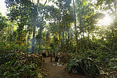 The pygmy canopy honey. Surrounded by “Libolis” trees, the camp of Massila groups together 5 huts. The huts are covered in Marantaceae leaves. The opening of forest roads in the last twenty-five years has profoundly changed the N’Bensele's way of life. Their relation with the Bantu masters has been modified; clothing and distilled alcohol has arrived in the camps and the villages. Likouala, Congo