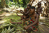 The pygmy canopy honey. The stalks of Marantaceae are used for basketry, for making the traditional baskets and mats that will be sold to the Bantus. Likouala, Congo