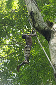 The pygmy canopy honey. A difficult climb for this honey-hunter who, with his basket for gathering the honey, climbs up a liana to reach the fork in a giant of the forest. Likouala, Congo