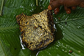 The pygmy canopy honey. A “Bouy”, honeycomb, brought back to the camp in a leaf. Likouala, Congo