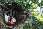 The pygmy canopy honey. Meat from the bush in a traditional basket. The men make traps of wood and lianas to trap antelopes and boar. The meat is shared at the camp and the surplus sold. The pygmies also hunt with a gun for the Bantu salesmen. The hunt, with a permit, is open legally from May 1 to October 20. The natives are authorized to hunt all year for their needs with traditional means if they do not trade or sell the meat. Meat from the bush can be found in the markets year-round and throughout the country. Likouala, Congo