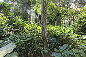 The pygmy canopy honey. In a Marantaceae forest, the honey-hunters climb the lianas to harvest a bees nest that had been located in the night. The honey-hunters get up before dawn to inspect the traps but also to be able to locate in the silence the sound of the bees fanning. A branch is cut near the tree to mark their discovery. Likouala, Congo