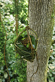 The pygmy canopy honey. The basket of honey is lowered with a liana.Likouala, Congo