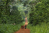 The pygmy canopy honey. On the forest track, a group of women come back from the stream after their bath. Lokouala, Congo