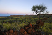 The Honey Ants Dream. La nuit tombe sur les monts MacDonnel, la chaîne de montagnes du centre de l’Australie. L’altitude maximum de cette montagne vieille de 350 millions d’années est de 1 531 mètres. Cette chaîne de montagnes située au centre du désert central s’étend d’est en Ouest. Les plaines et plateaux qui l’entourent sont le lieu de prédilection de l’acacia aneura dit mulga qui atteint 15 mètres de hauteur. Cet arbre est très présent dans les zones arides du centre de l’Australie. Il peut survivre avec seulement 50 mm de précipitation par an. Northern Territory, Australia