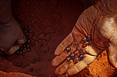The Honey Ants Dream. 14 Repletes, the “honey pots”, in the hand of an Aborigine woman. The repletes' chambers are often situated more than a meter deep and the only way of finding them is to locate the Melophotus bogati ants' discreet entrances at the foot of the mulga trees and then dig, following the tunnel which goes down vertically to more than one meter below ground. Northern Territory, Australia