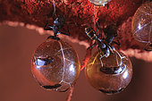 The Honey Ants Dream. Honeypot ants hold onto the ceiling of their cave with their legs as their sister workers tend to them. The workers bring food from above ground and use their small mouths and mandibles to clean the distended bodies of the honeypots. Northern Territory, Australia