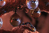 The Honey Ants Dream. Honeypot ants hold onto the ceiling of their cave with their legs as their sister workers tend to them. The workers bring food from above ground and use their small mouths and mandibles to clean the distended bodies of the honeypots. Northern Territory, Australia