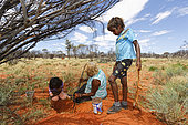 The Honey Ants Dream. The women and the children participate in this harvest on the plains full of mulga trees. The Aborigines locate the honey ants at the foot of the tree by the size and the yellow grooves of the worker ants but also through the discoloration of the ground due to the formic acid with which the ants impregnate their nests and surroundings. The ground thus saturated turns a more orange color. Once the women have found the nest's entrance they dig vertically, following the main tunnel. The honey ants are very placid even if they do have powerful mandibles. Northern Territory, Australia