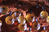 The Honey Ants Dream. In the honeypot ants' chambers. The repletes cling to the vertical walls as well as the ceiling of the storage chamber with their front legs. They are visited by the worker ants who caress their antennas and head to receive a drop of the precious honeydew. Northern Territory, Australia