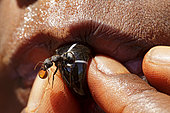 The Honey Ants Dream. A honeypot ant in the mouth of an Aborigine child regurgitates a drop of honeydew. Northern Territory, Australia