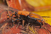 Red palm Weevil (Rhynchophorus ferrugineus) Male invaded by phoretic mites.