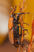 Red palm Weevil (Rhynchophorus ferrugineus) Male invaded by phoretic mites.