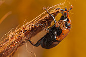 Red palm Weevil (Rhynchophorus ferrugineus) Male invaded by phoretic mites.