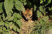 Red fox (Vulpes vulpes) young at the exit of the burrow, Ardenne, Belgium