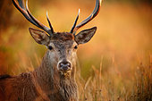 Portrait of Red Deer (Cervus elaphus) male, Ardennes, Belgium