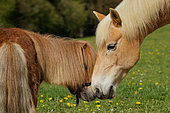 Shetland pony and Haflinger poney in the meadow