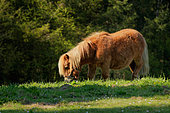 Shetland pony in the meadow