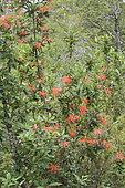 Notro (Embothrium coccineum), Vicente Pérez Rosales National Park, X Lakes Region, Chile