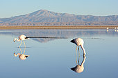 Andean Flamingo (Phoenicoparrus andinus), Laguna Chaxa, Salta de Atacama, II Antofagasta Region, Chile