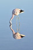 Andean Flamingo (Phoenicoparrus andinus), feeding adult, Laguna Chaxa, Salta de Atacama, II Antofagasta Region, Chile