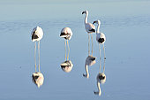 Andean Flamingo (Phoenicoparrus andinus), Laguna Chaxa, Salta de Atacama, II Antofagasta Region, Chile