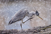 Grey Heron (Ardea cinerea) grooming in snow, Alsace, France