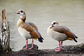 Pair of Egyptian Geese (Alopochen aegyptiaca), Alsace, France