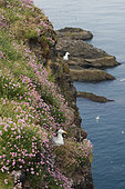 Herring Gulls (Larus argentatus) on cliff, Scotland