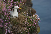 Herring Gull (Larus argentatus) on cliff, Scotland