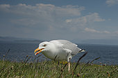 Herring Gull (Larus argentatus) on coast, Scotland