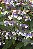 Hydrangea (Hydrangea aspera) 'Rocklon' flowers
