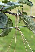 Garden tie in raffia on apple tree (Malus domestica).