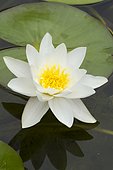 white water-lily (Nymphaea alba)