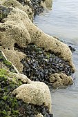 Honeycomb tube worms (Sabellaria alveolata) and Common mussel (Mytilus edulis) in the Arcachon basin. La Teste-de-Buch, Pilat Plage, Gironde, France.