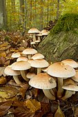 Hypholoma sublateritium (Brick tuft mushroom). Syn. : Hypholoma lateritium