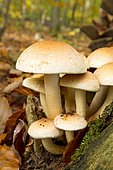 Brick tuft mushroom (Hypholoma sublateritium). Syn. : Hypholoma lateritium