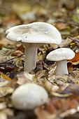 clouded agaric, cloud funnel (Clitocybe nebularis)