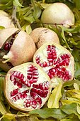 Pomegranate (Punica granatum) 'Provence'