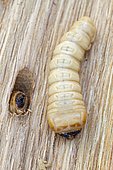 Great Capricorn Beetle larvae (Cerambyx cerdo)