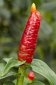 Red button ginger (Costus woodsonii) inflorescence
