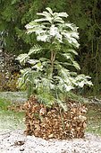 Wollemi pine protected from frost with dead leaves (Wollemia nobilis)