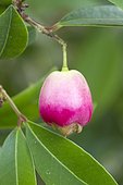 Lilly Pilly, brush cherry (Syzygium australe) fruit