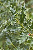 English holly (Ilex aquifolium) 'Handsworthensis'