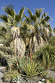Desert fan palm (Washingtonia filifera), Yucca, Aloe