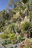 Desert fan palm (Washingtonia filifera), Yucca, Aloe, Opuntia