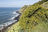Shrubby medick (Medicago arborea) and erect prickly pear (Opuntia stricta) at Nègre Point, Six-Fours-les-Plages, Var, France