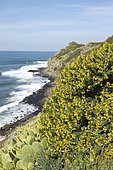 Shrubby medick (Medicago arborea) and erect prickly pear (Opuntia stricta) at Nègre Point, Six-Fours-les-Plages, Var, France